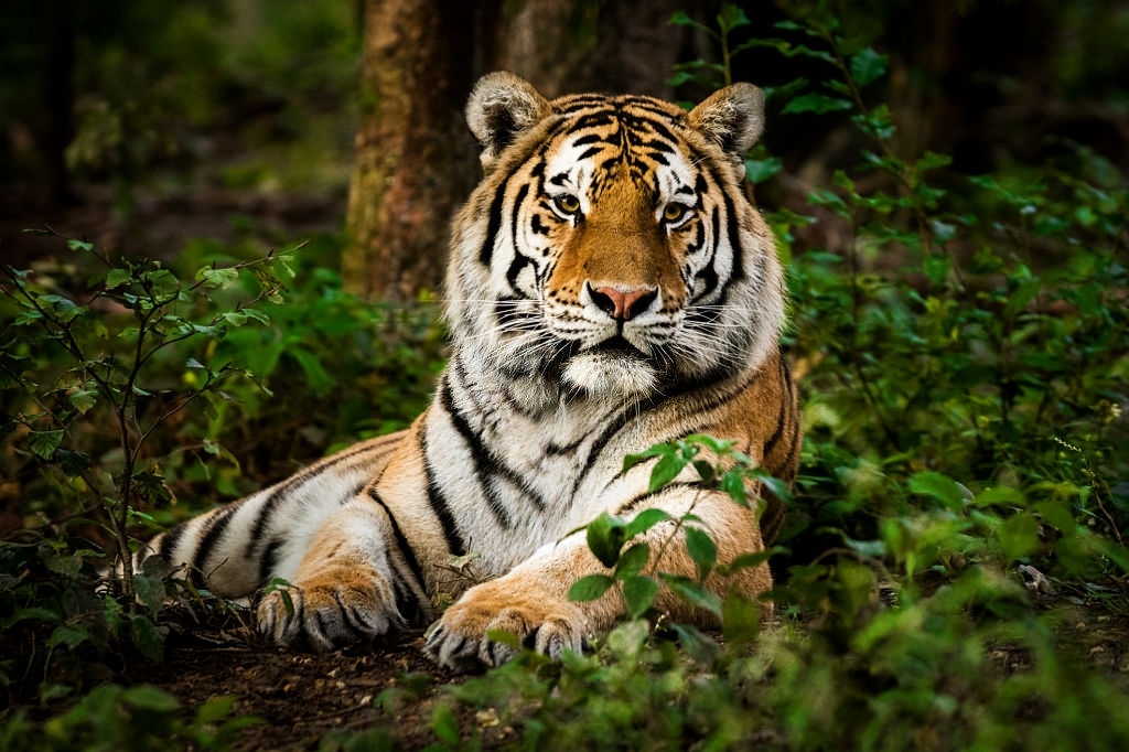 siberian tiger