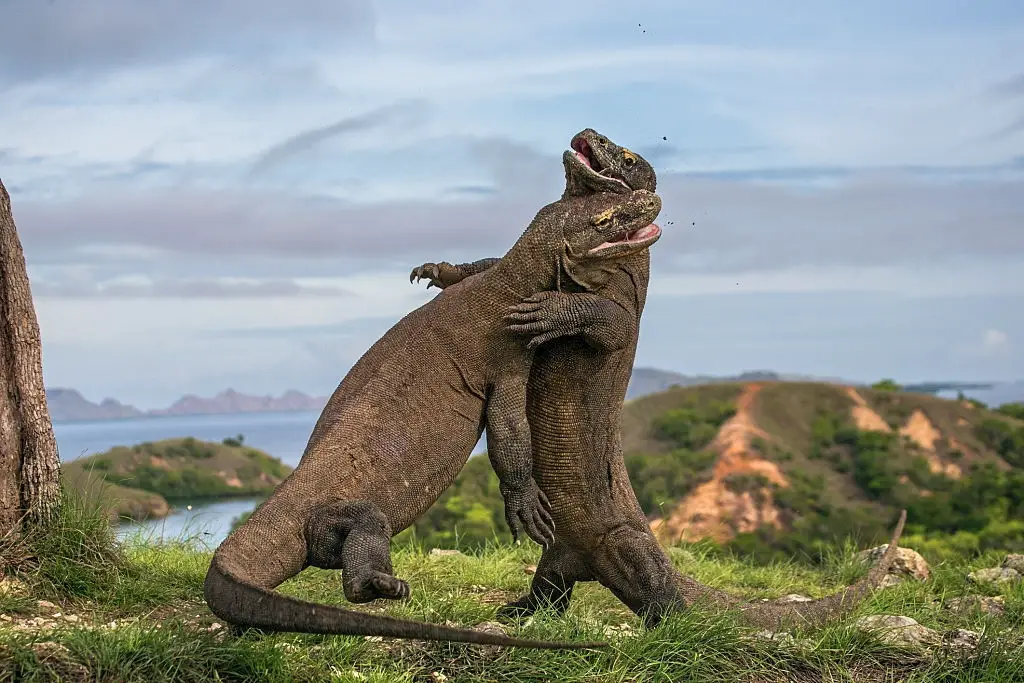 two komodo dragon fight with each other