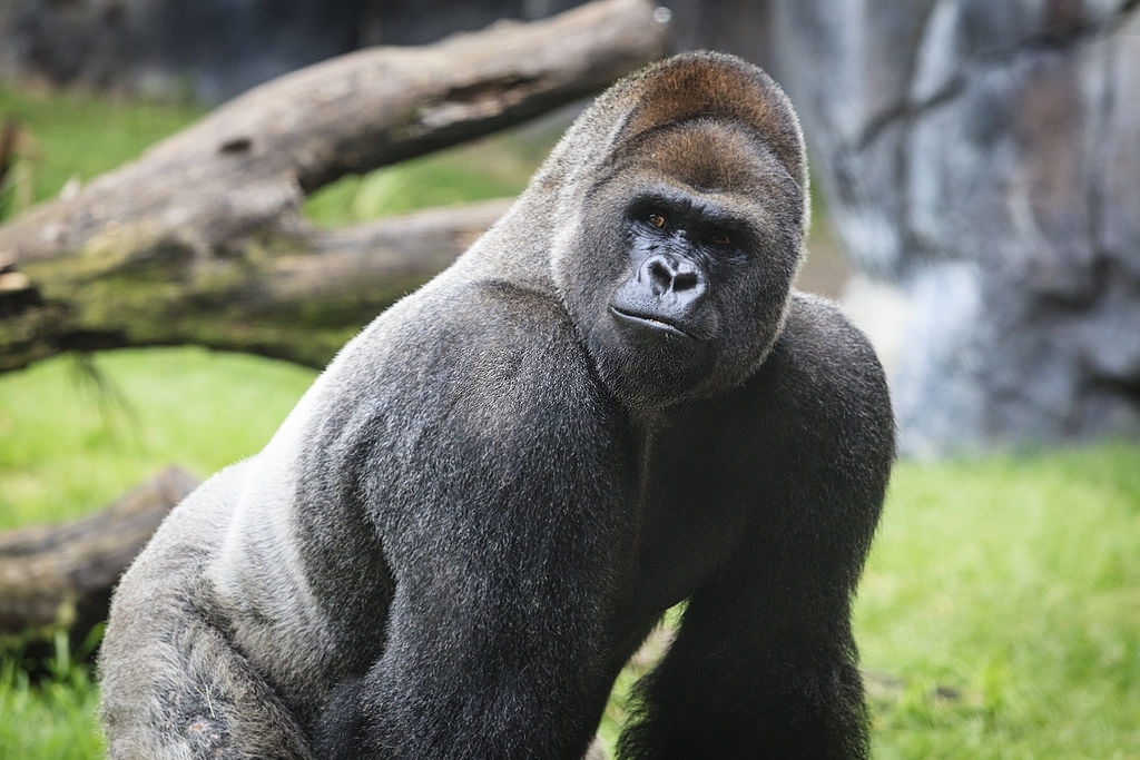 western gorilla