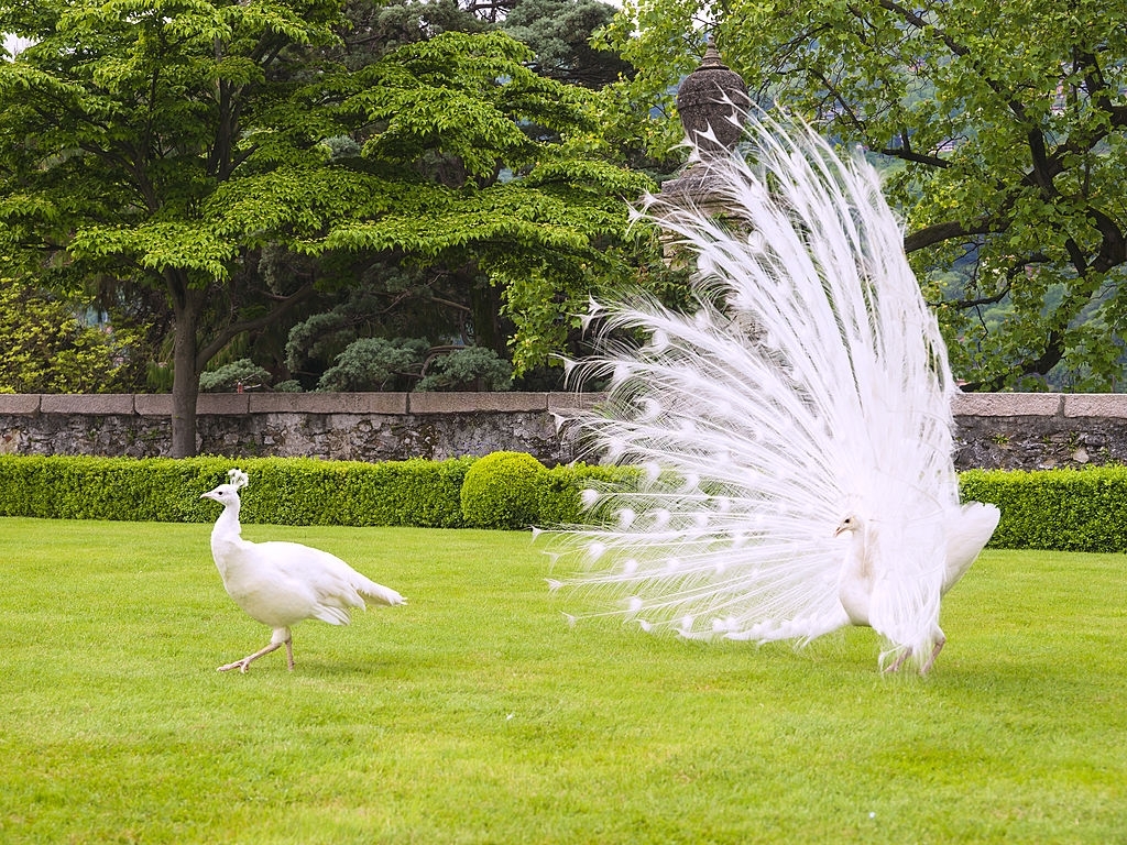 white peacock and white peahen