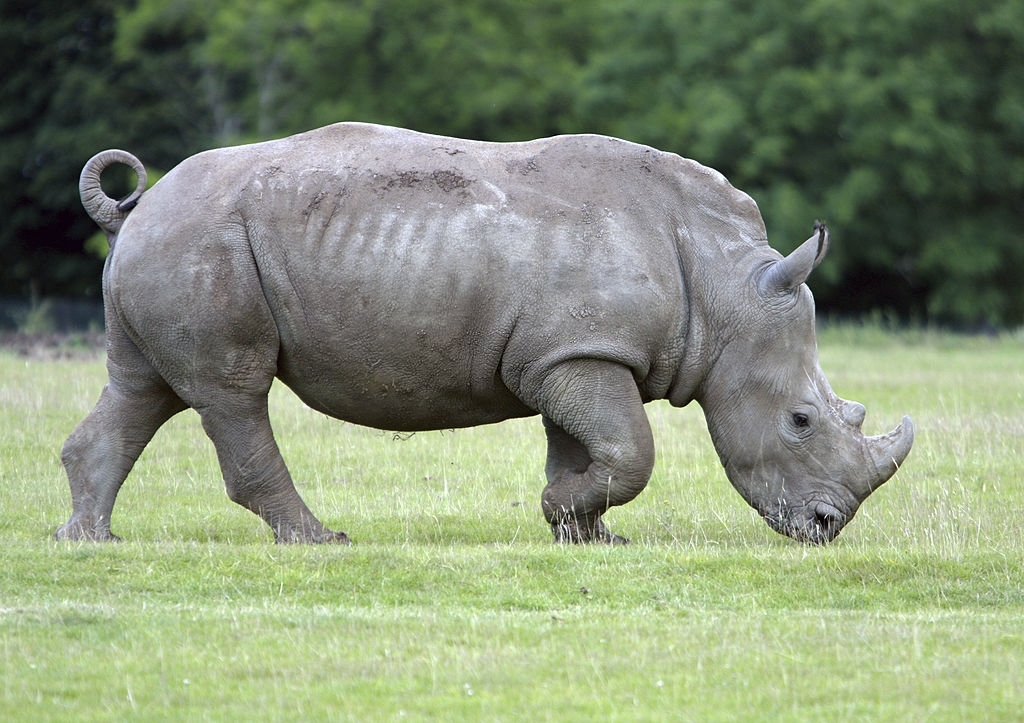 white rhino