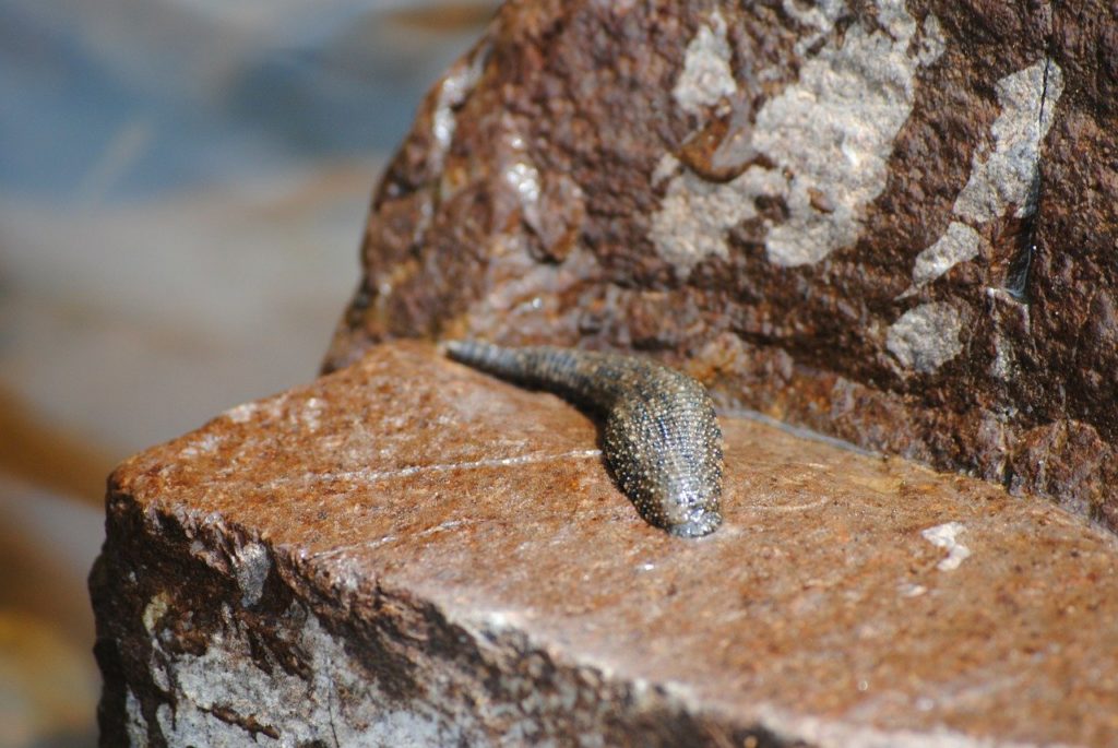 wild leech on rock