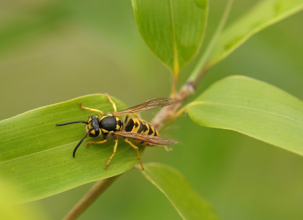 yellow jacket wasp