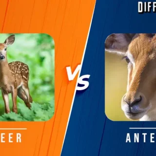 Antelope vs Deer