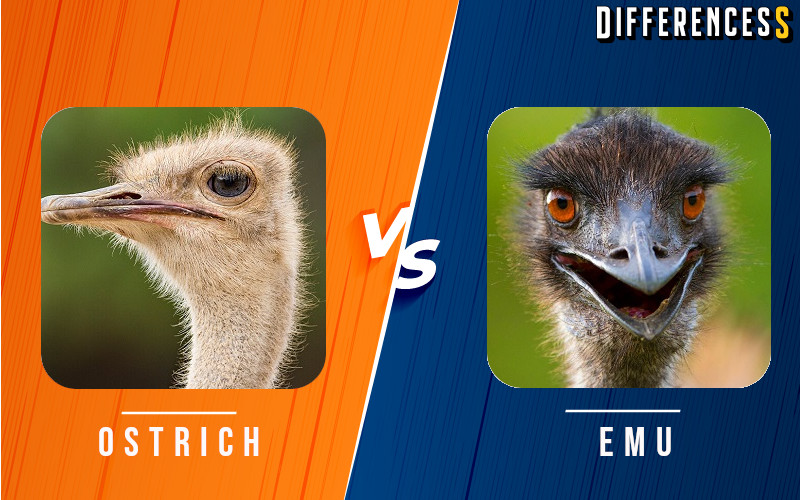 Ostrich Vs Emu Differences And Comparison Differencess