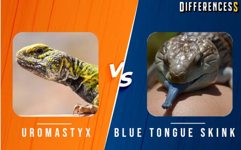 Uromastyx vs Blue Tongued Skink Differences and Comparison