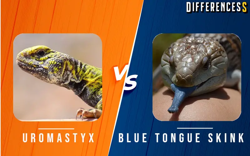 uromastyx vs blue tongued skink
