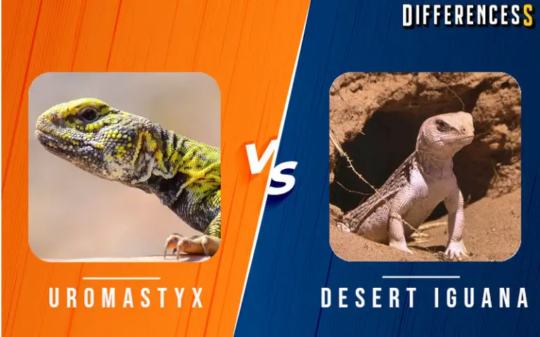 Uromastyx vs Desert Iguanas Differences and Comparison