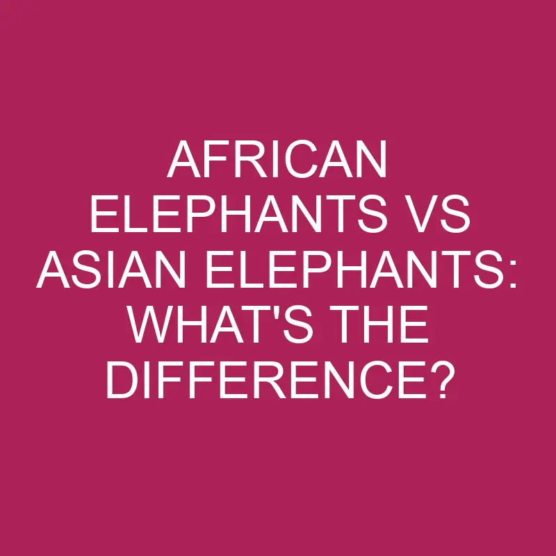 African Elephants Vs Asian Elephants: What’s The Difference?