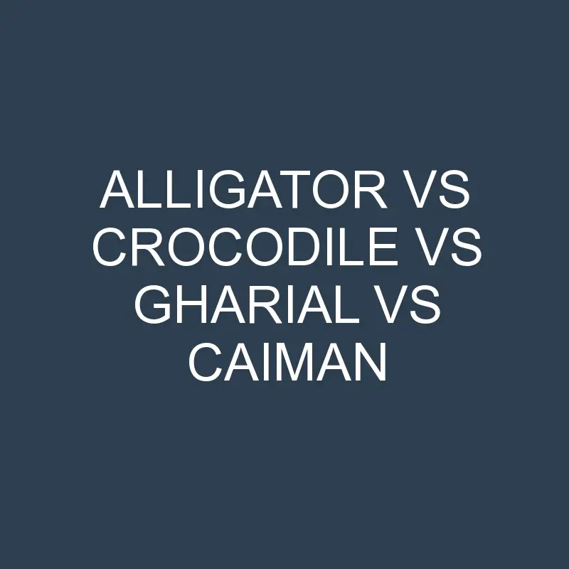 alligator vs crocodile vs gharial vs caiman 1295