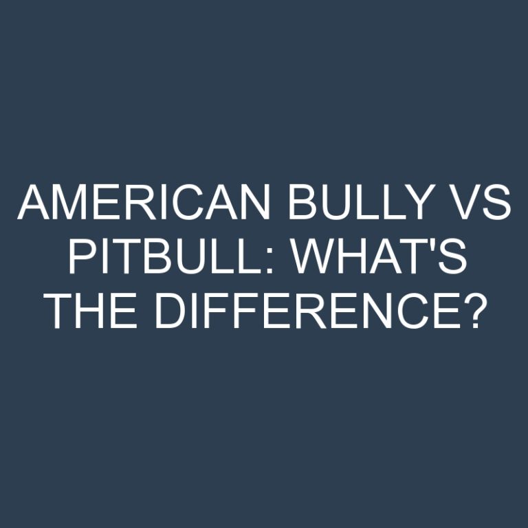 American Bully Vs Pitbull: What’s the Difference?
