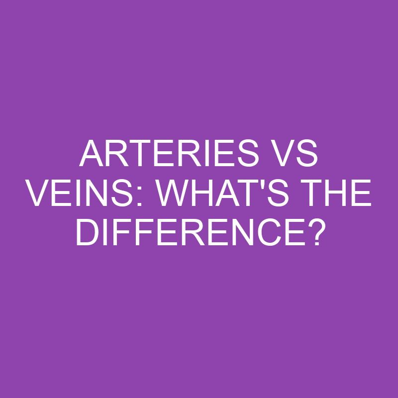 arteries vs veins whats the difference 3202