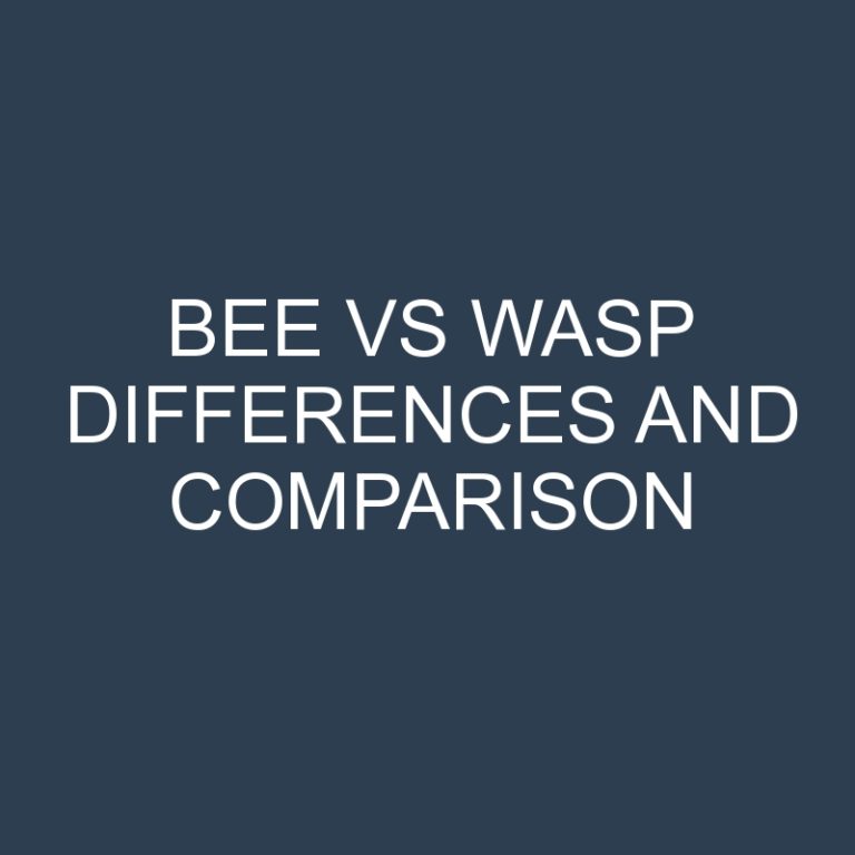 Bee vs Wasp Differences and Comparison
