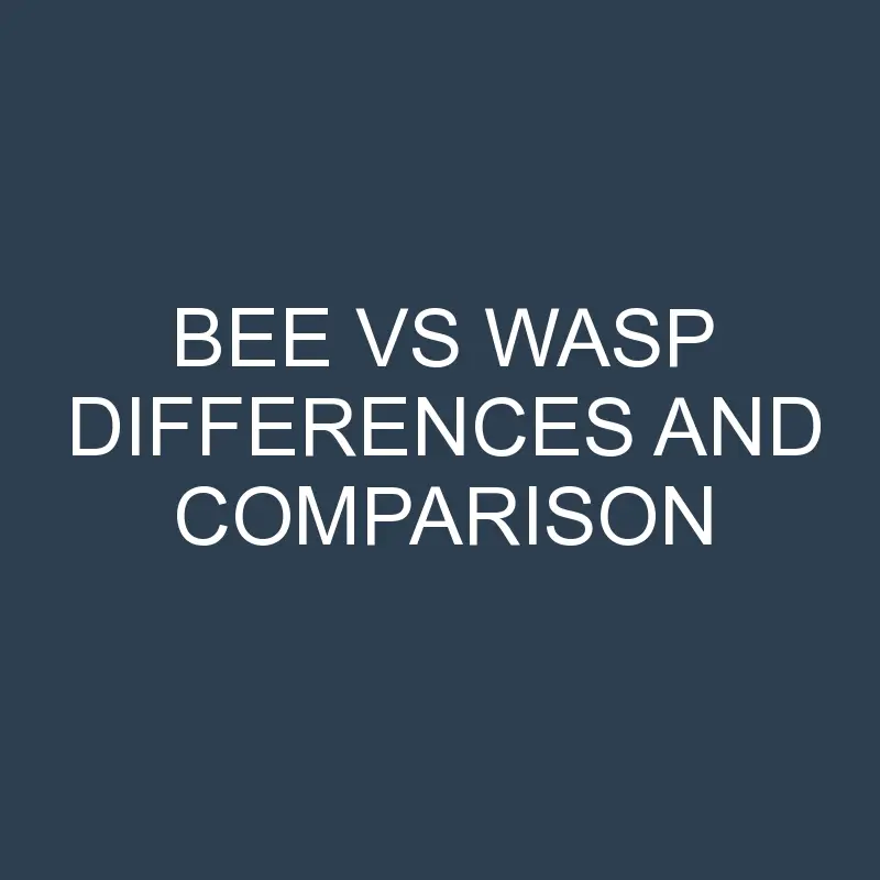 bee vs wasp differences and comparison 458