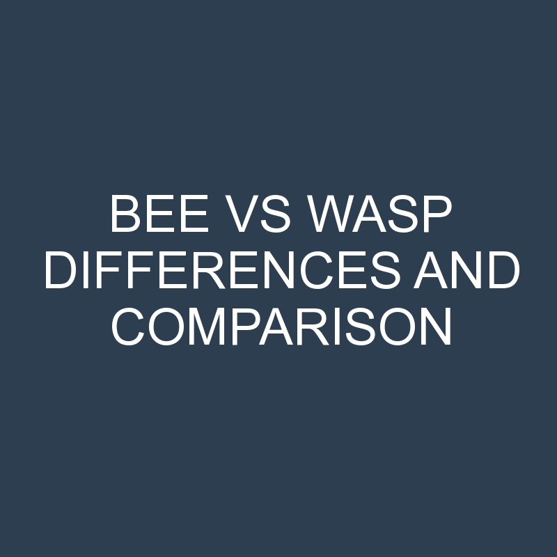 Bee vs Wasp Differences and Comparison