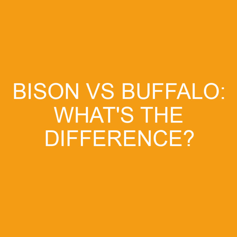 Bison Vs Buffalo: What’s the Difference?