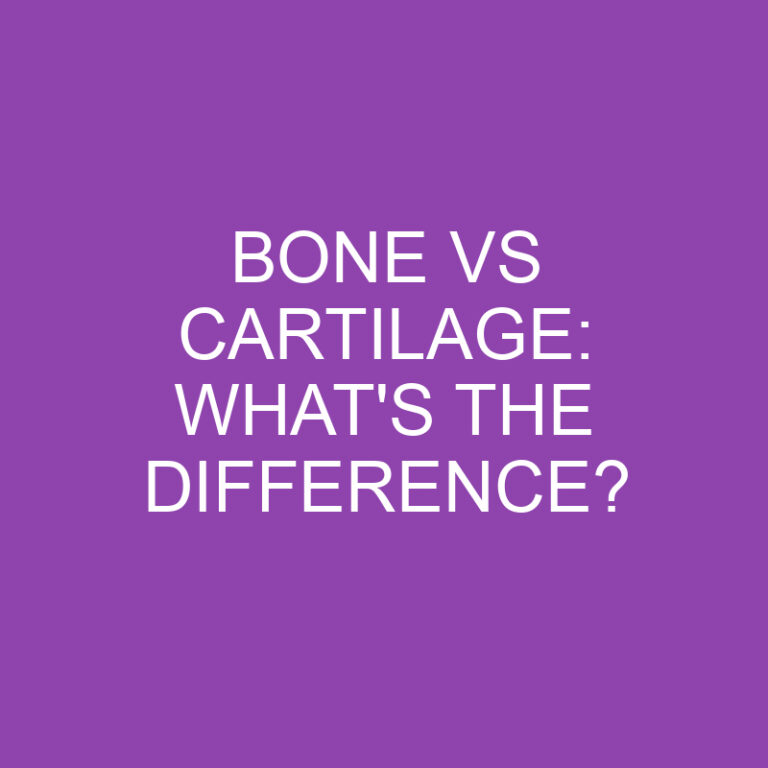 Bone Vs Cartilage: What’s the Difference?