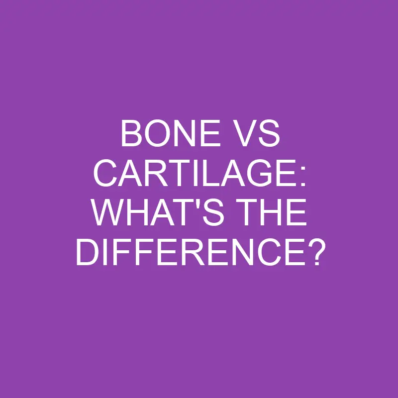 bone vs cartilage whats the difference 3204