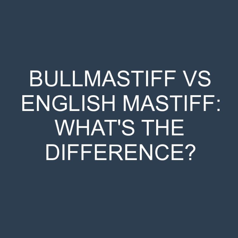 Bullmastiff Vs English Mastiff: What’s the Difference?