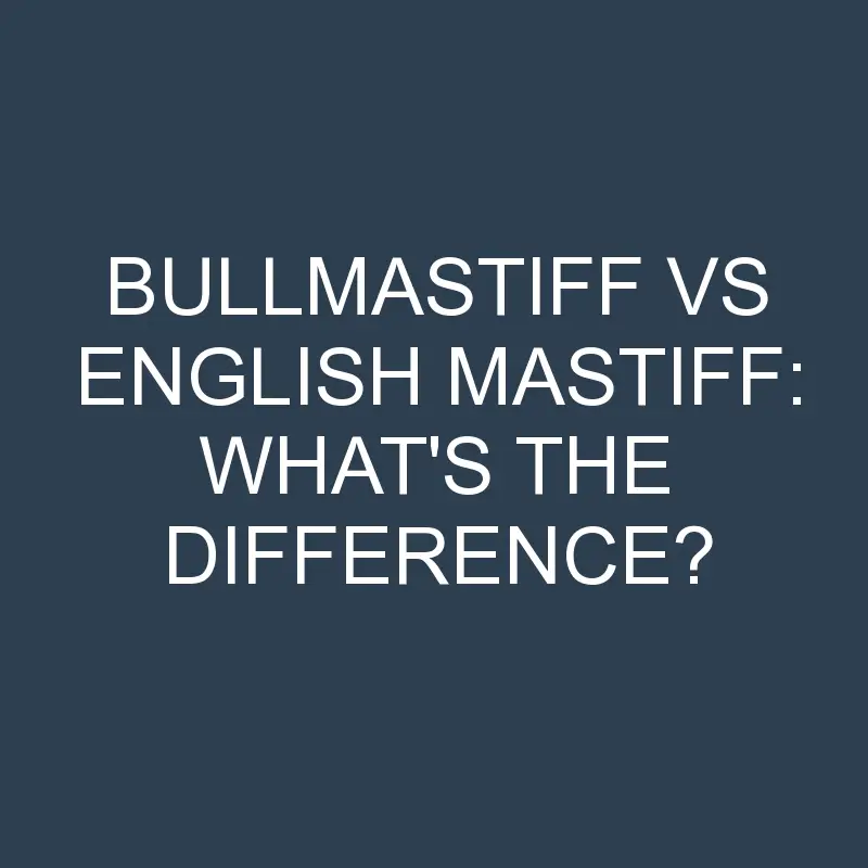 bullmastiff vs english mastiff whats the difference 2020 1