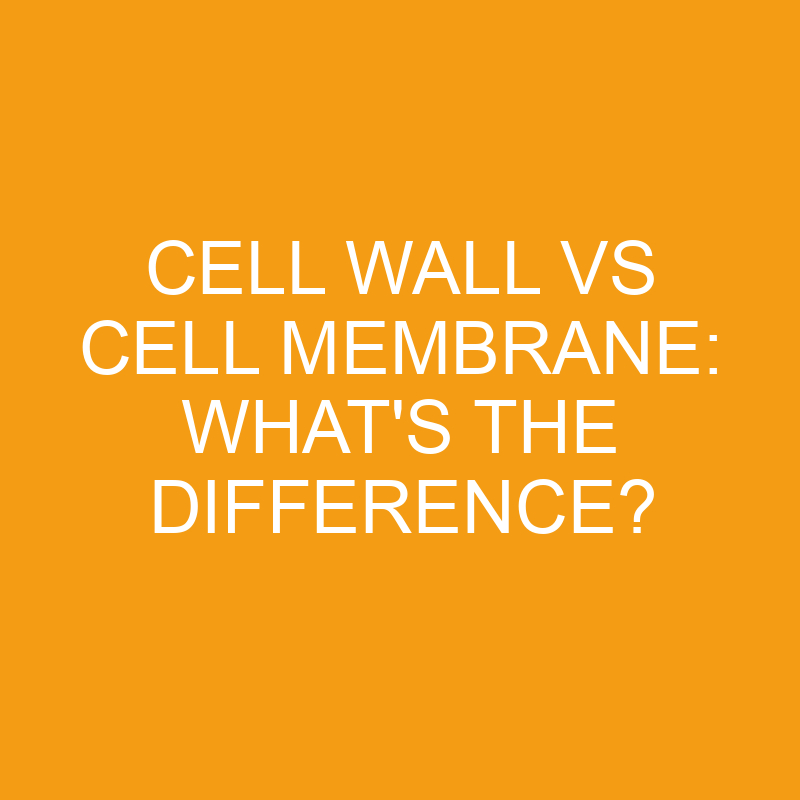 cell wall vs cell membrane whats the difference 2805