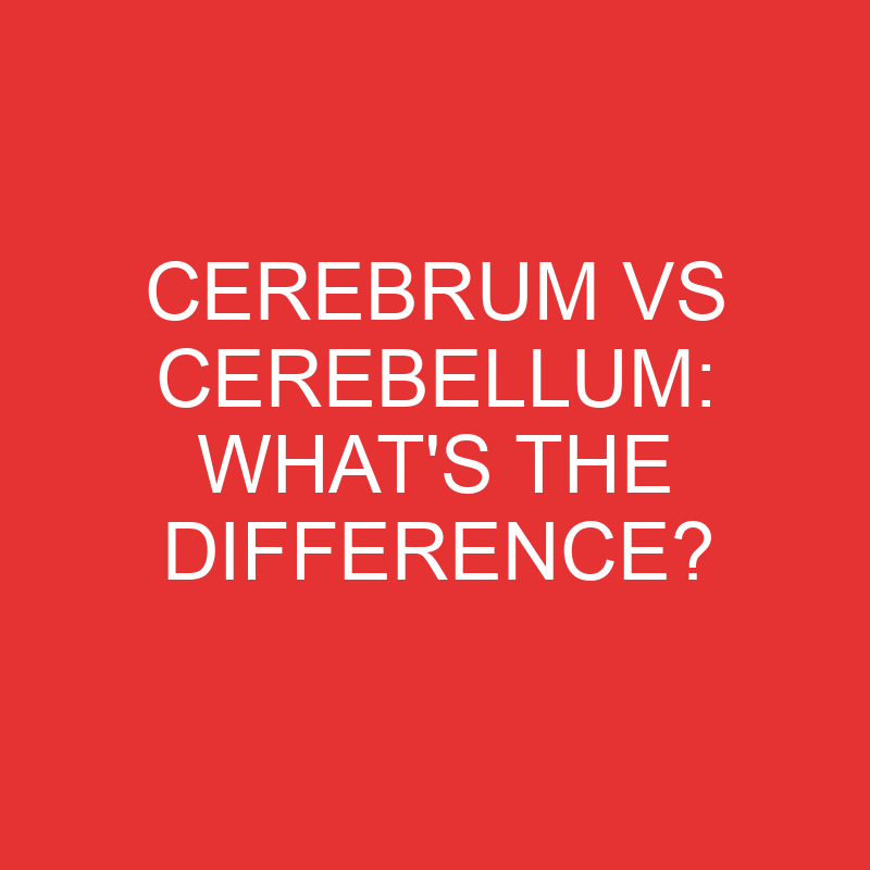 cerebrum vs cerebellum whats the difference 2801