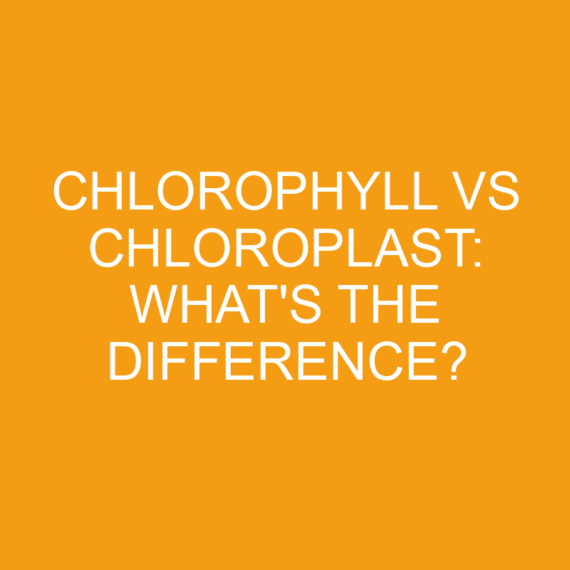 chlorophyll vs chloroplast whats the difference 3320