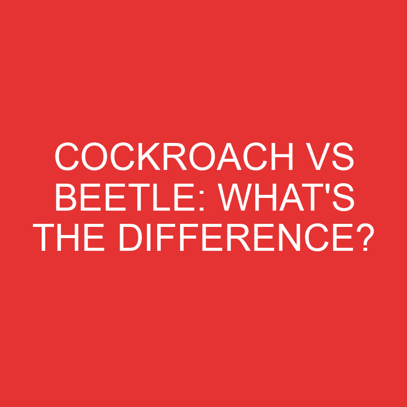 cockroach vs beetle whats the difference 2766
