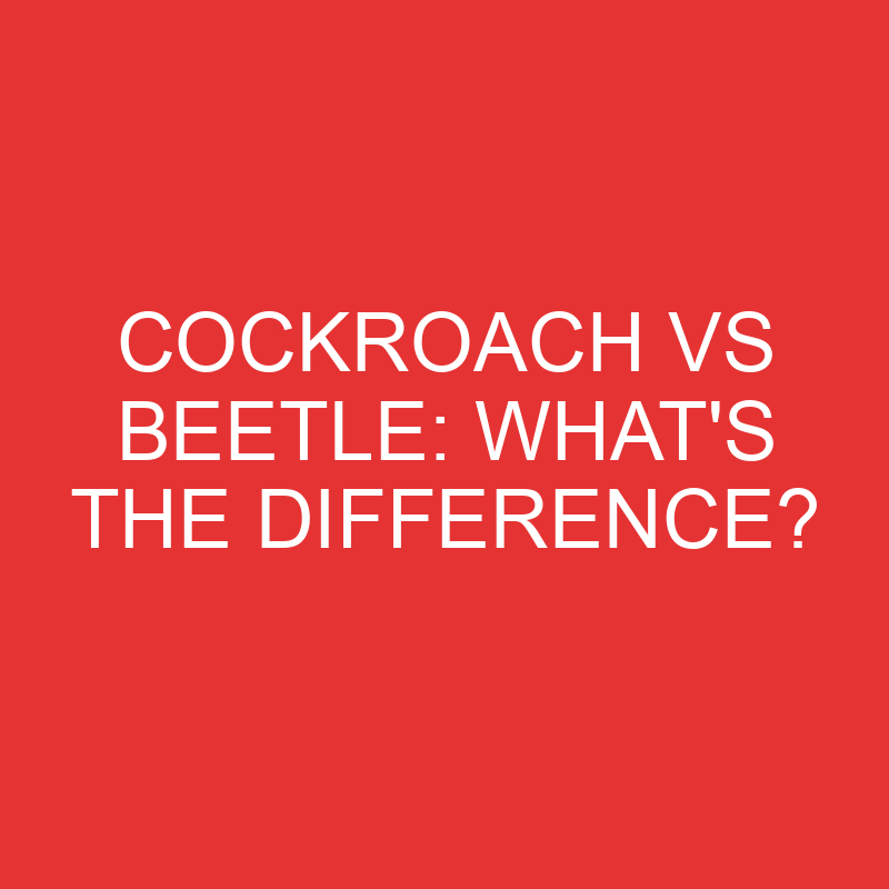 Cockroach Vs Beetle: What’s the Difference?