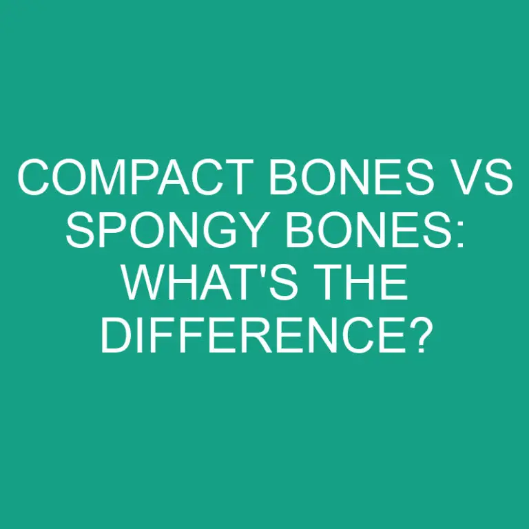 Compact Bones Vs Spongy Bones: What’s the Difference?