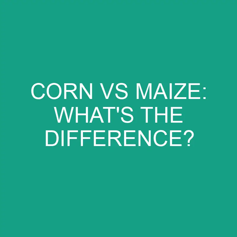 Corn Vs Maize: What’s the Difference?