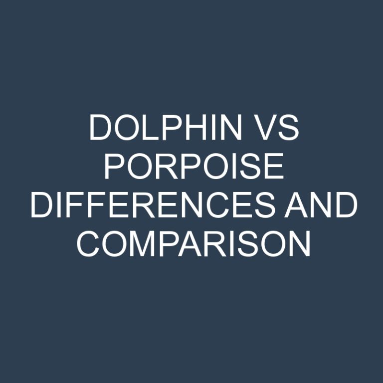 Dolphin vs Porpoise Differences and Comparison