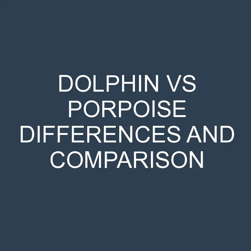 dolphin vs porpoise differences and comparison 593