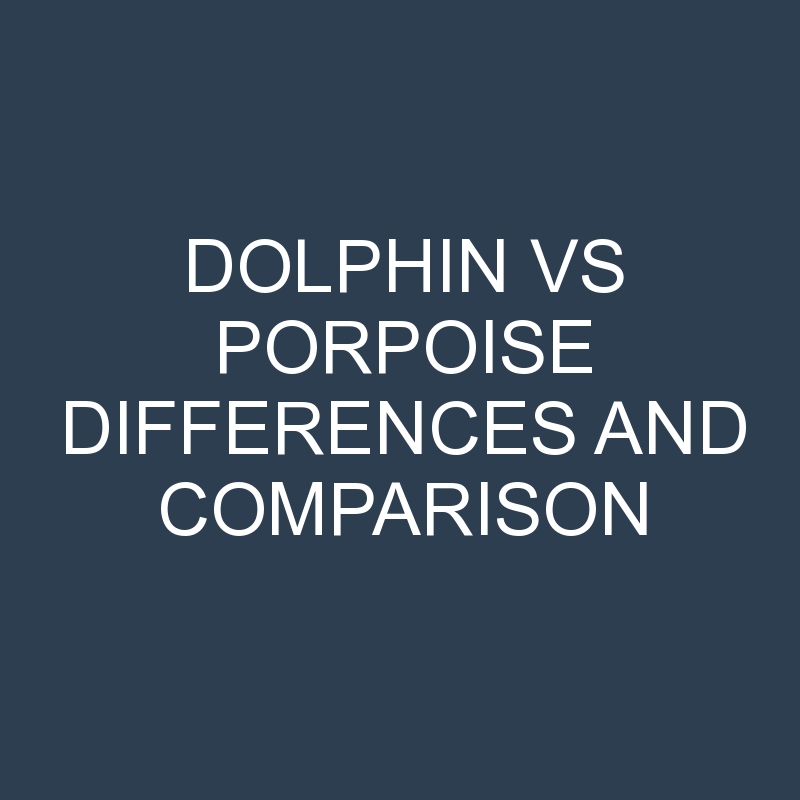 Dolphin vs Porpoise Differences and Comparison