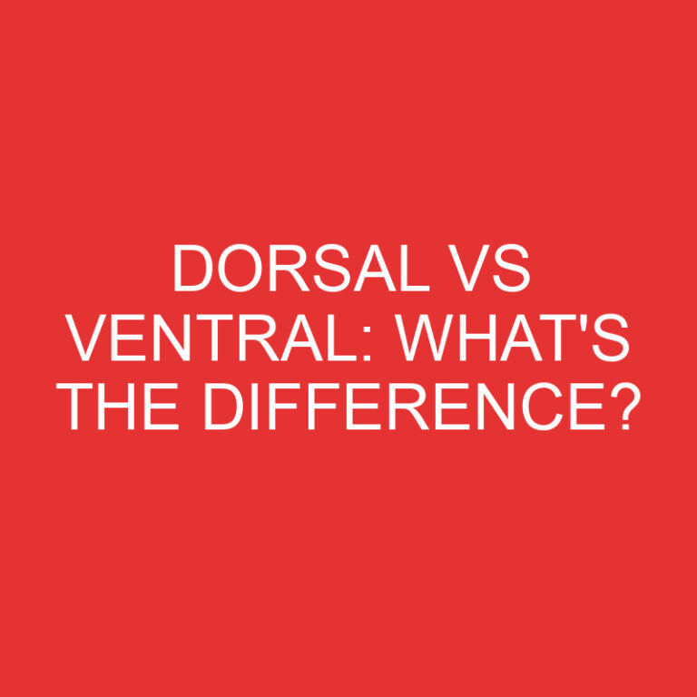 Dorsal Vs Ventral: What’s the Difference?