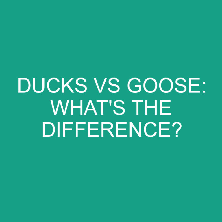 Ducks Vs Goose: What’s the Difference?