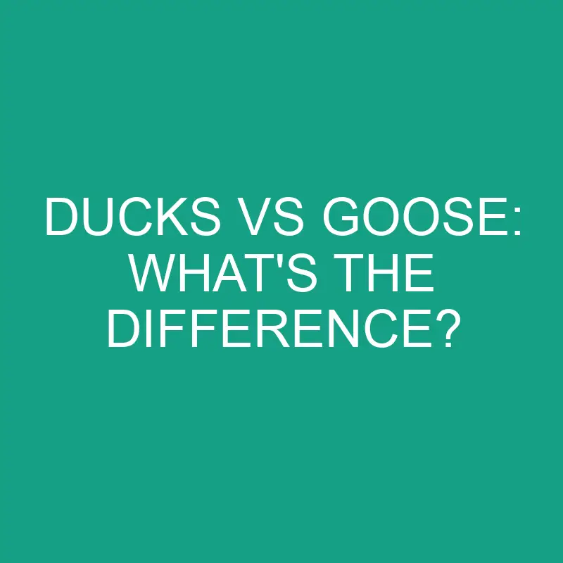 ducks vs goose whats the difference 1930