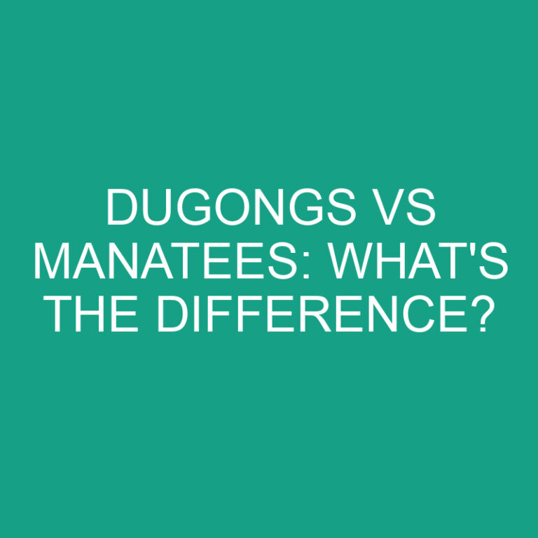 Dugongs Vs Manatees: What’s the Difference?