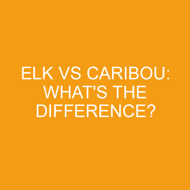 Elk Vs Caribou: What’s the Difference?