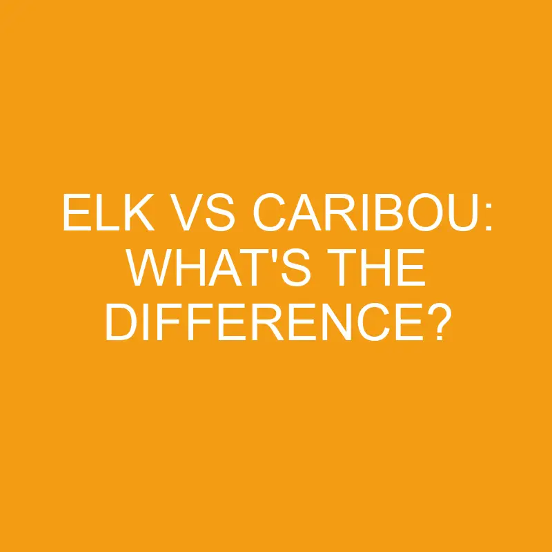 elk vs caribou whats the difference 3280