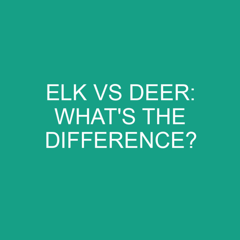 Elk Vs Deer: What’s the Difference?