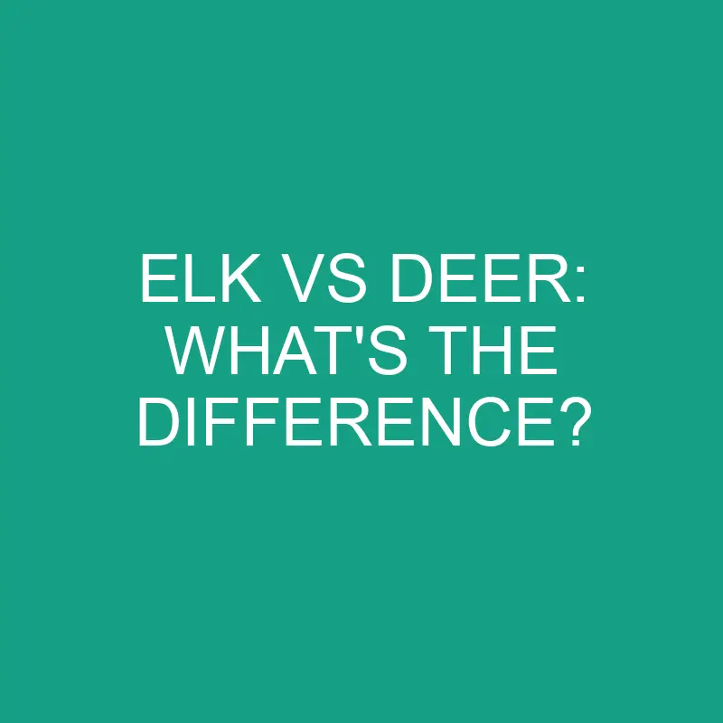 elk vs deer whats the difference 2853