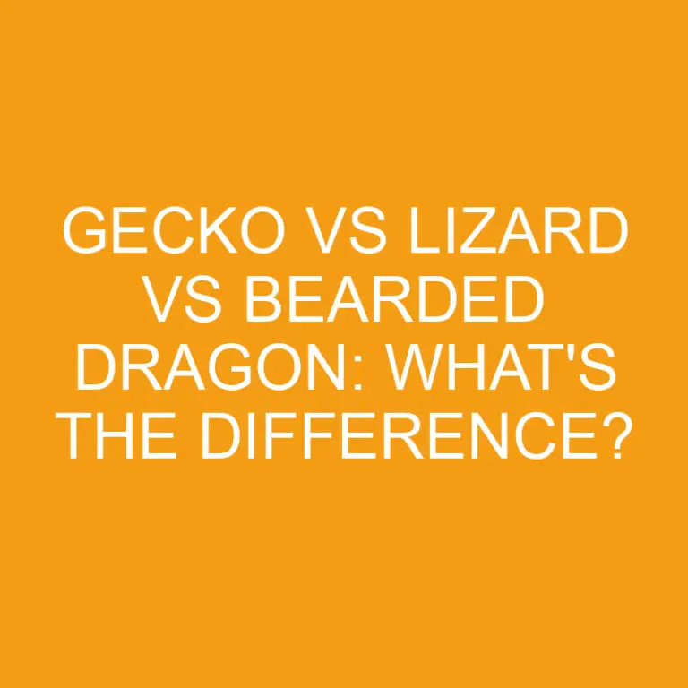 Gecko Vs Lizard Vs Bearded Dragon: What’s the Difference?