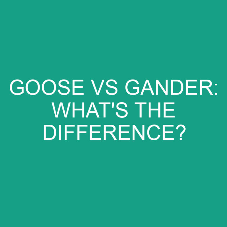 Goose Vs Gander: What’s the Difference?