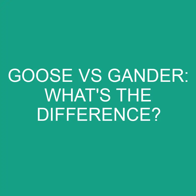 goose vs gander whats the difference 2844