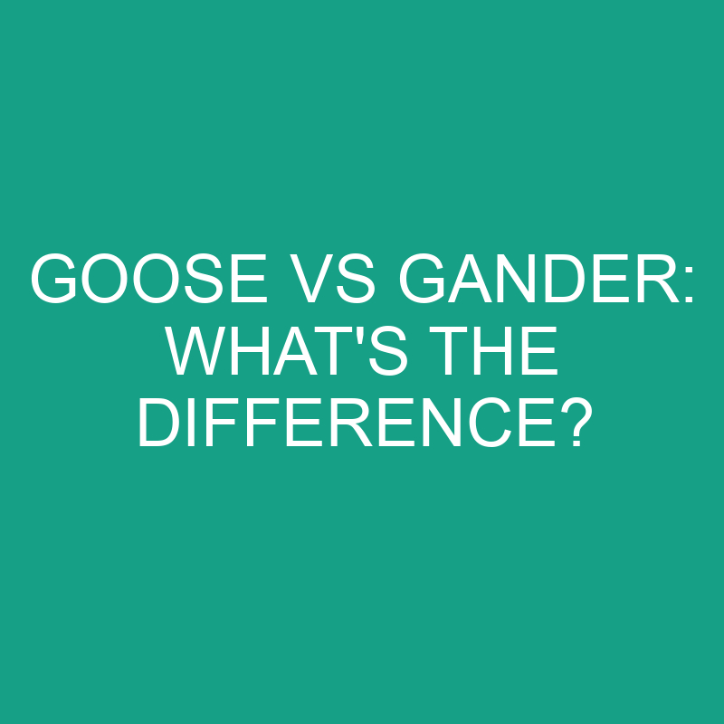 goose-vs-gander-what-s-the-difference-differencess