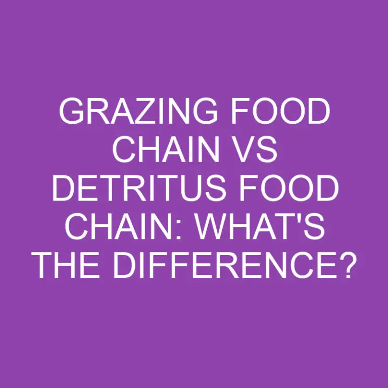 Grazing Food Chain Vs Detritus Food Chain: What’s the Difference?