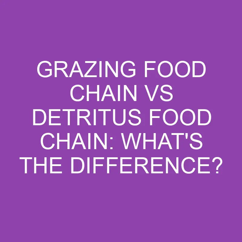 grazing food chain vs detritus food chain whats the difference 3193