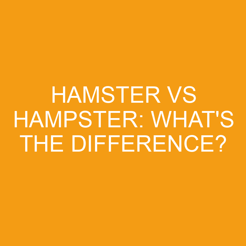 Hamster Vs Hampster: What’s the Difference?