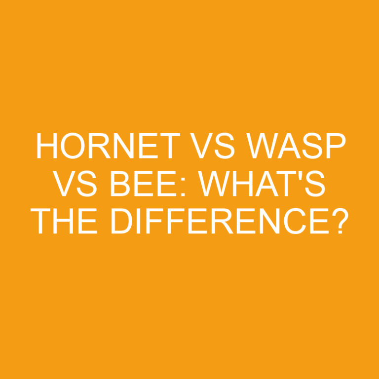 Hornet Vs Wasp Vs Bee: What’s the Difference?